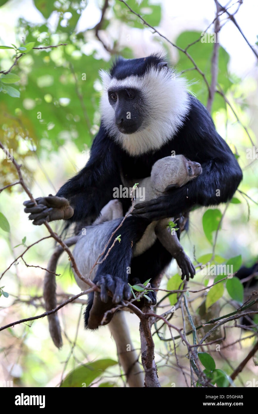 Singe Colobus sacré avec bébé en Boabeng Fiema Monkey Sanctuary, Ghana Banque D'Images