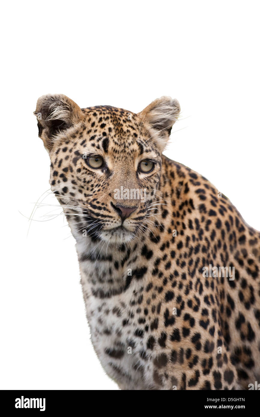 Portrait d'un léopard Banque D'Images