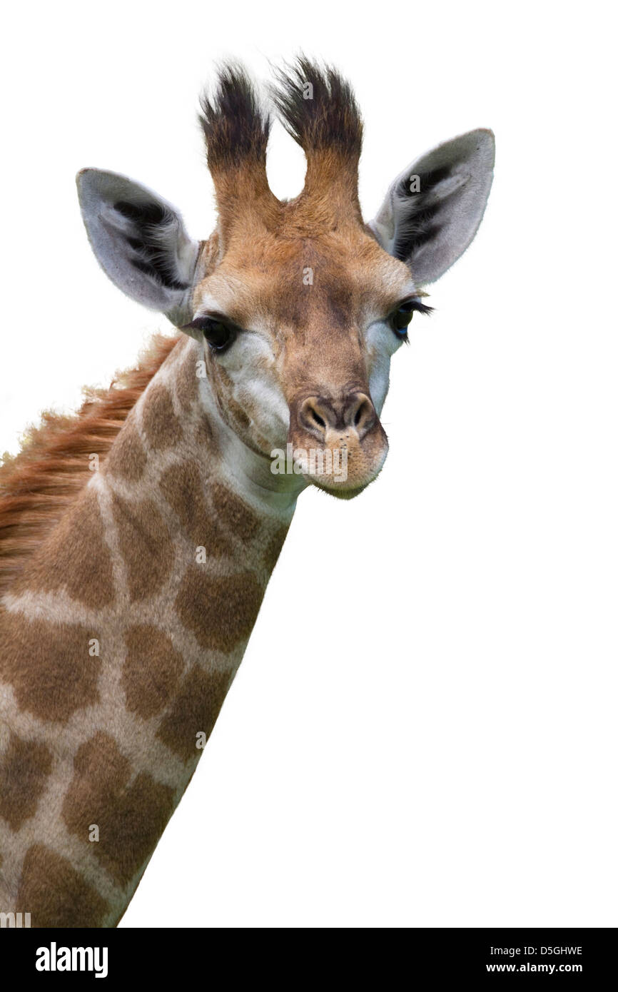 Portrait d'une jeune girafe Banque D'Images