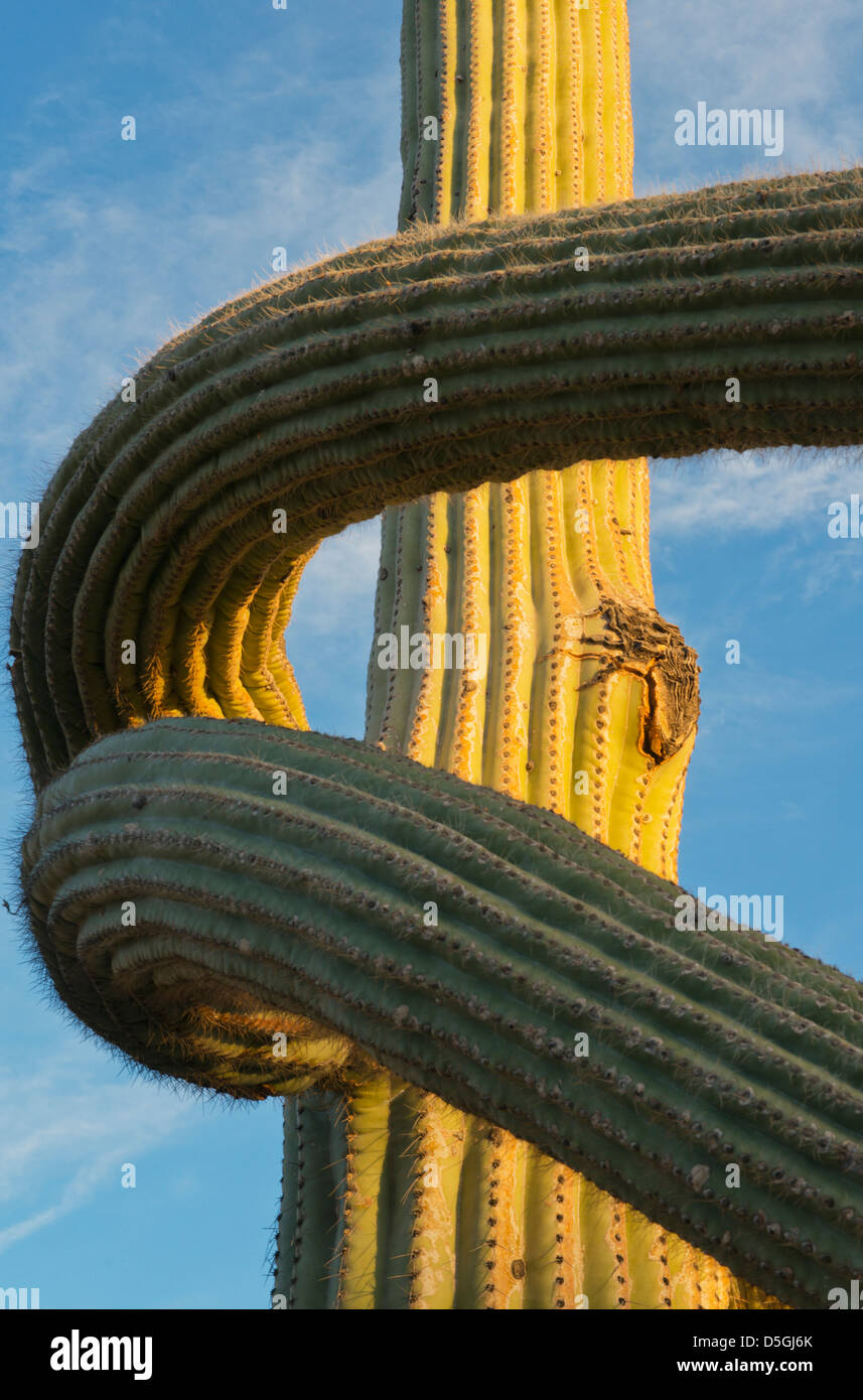 Cactus Saguaro (Carnegiea gigantea) Saguaro National Park, près de Tucson, Arizona, USA Banque D'Images