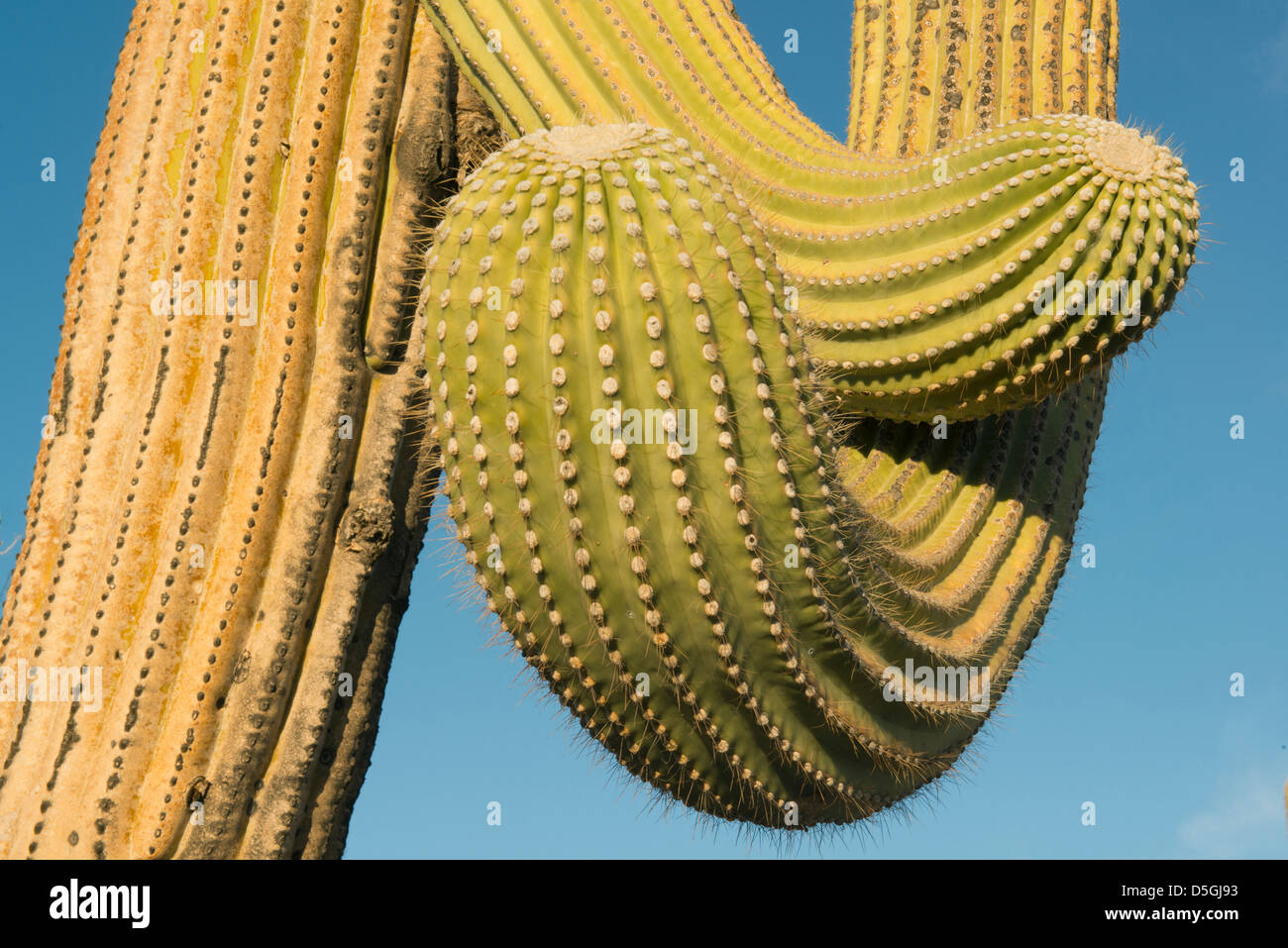 Cactus Saguaro (Carnegiea gigantea) Saguaro National Park, près de Tucson, Arizona, USA Banque D'Images