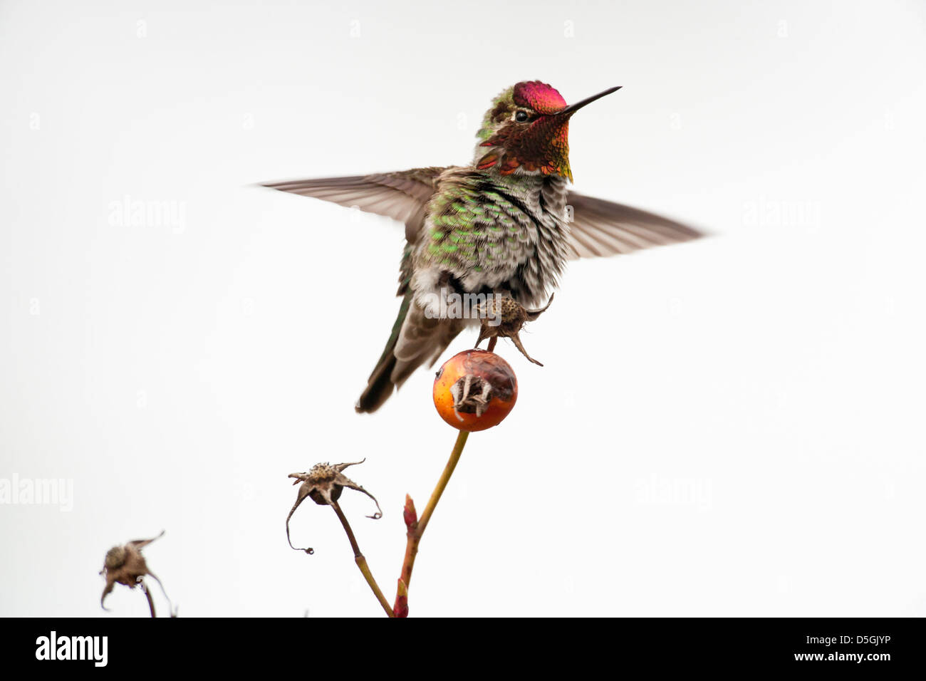 Anna's hummingbird mâle perché sur les territoires de bush de rose musquée - Victoria, Colombie-Britannique, Canada. Banque D'Images