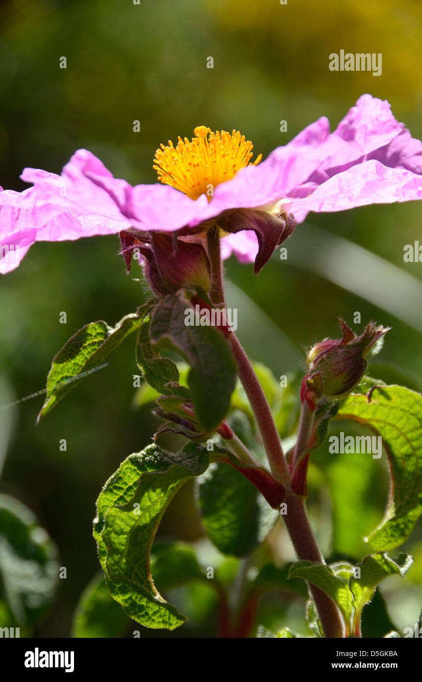 Rose En Fleur Zingaro Sicile Italie Banque Dimages