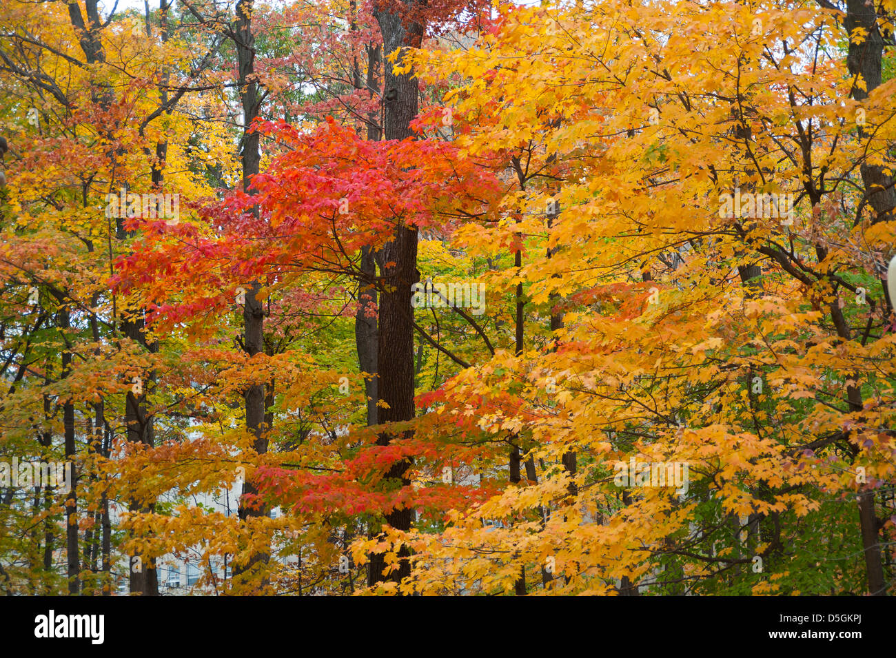 L'automne est présenté dans toute sa splendeur sur le campus si l'Université de l'Indiana. Banque D'Images