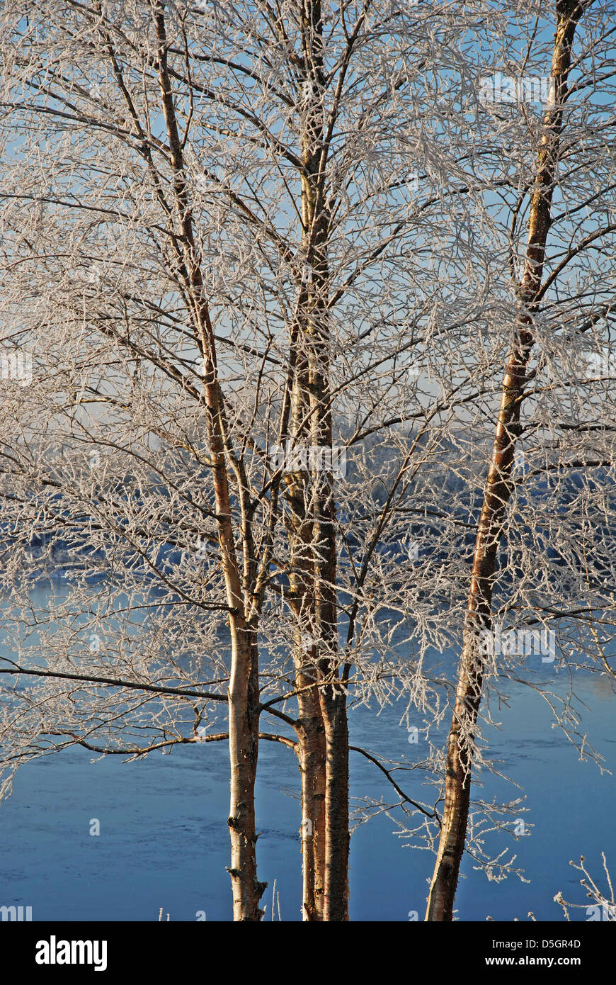 Lough Erne supérieur en hiver, Belle Isle Estate, comté de Fermanagh, en Irlande du Nord Banque D'Images