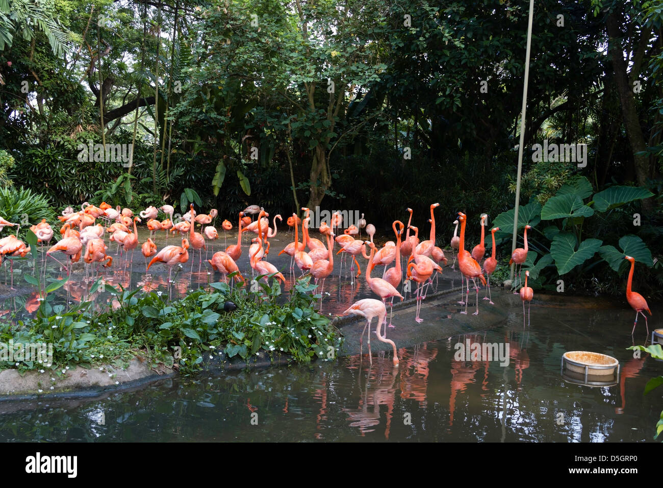 Flamants Roses dans leur pièce avec un petit lac dans le Parc ornithologique de Jurong, à Singapour. Ces sont très gracieux oiseaux. Banque D'Images