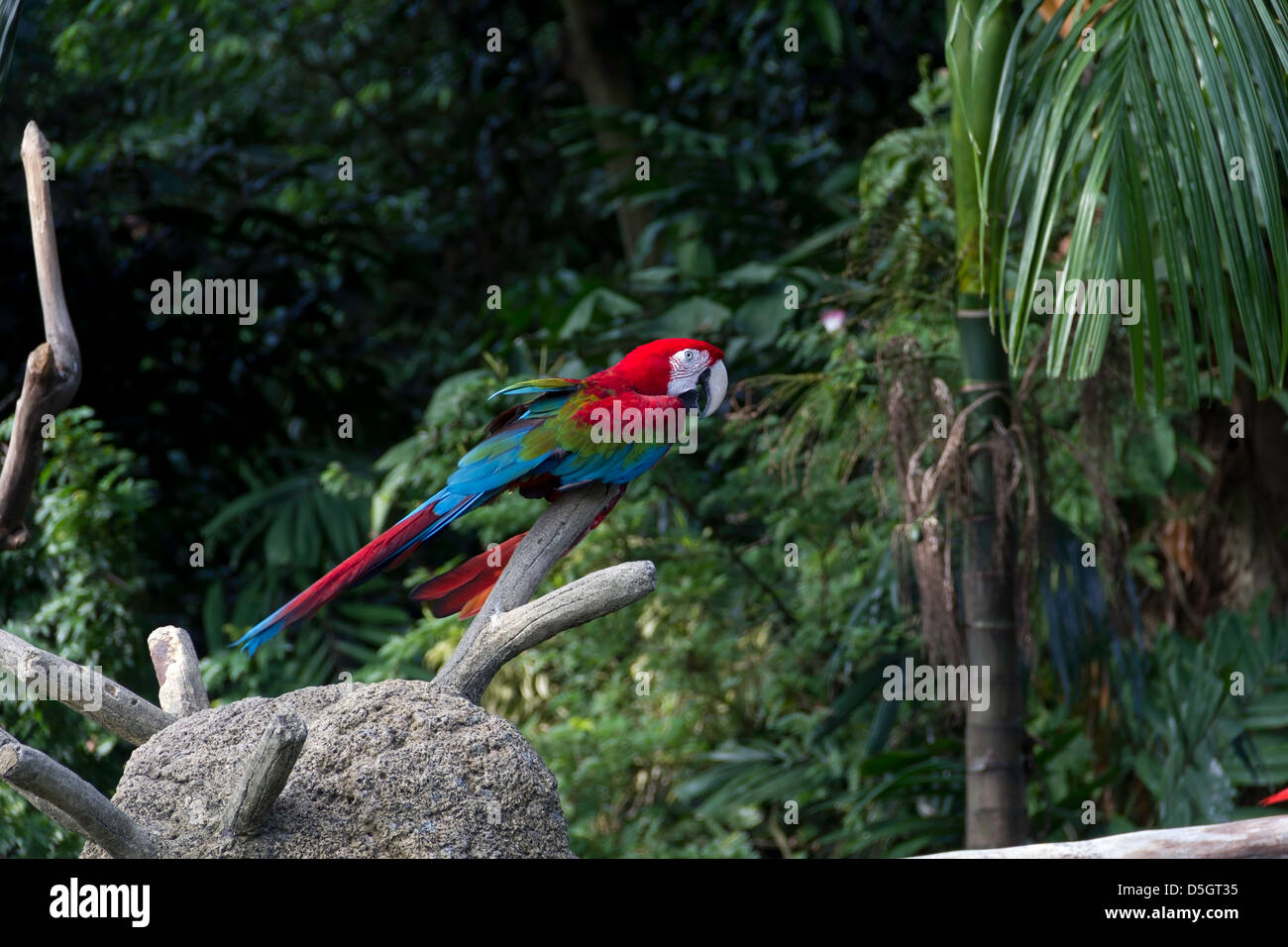 Une rouge, vert et bleu sur une branche de l'Ara dans le Parc ornithologique de Jurong, à Singapour. Il y a une grande quantité de verdure autour d'elle. Banque D'Images