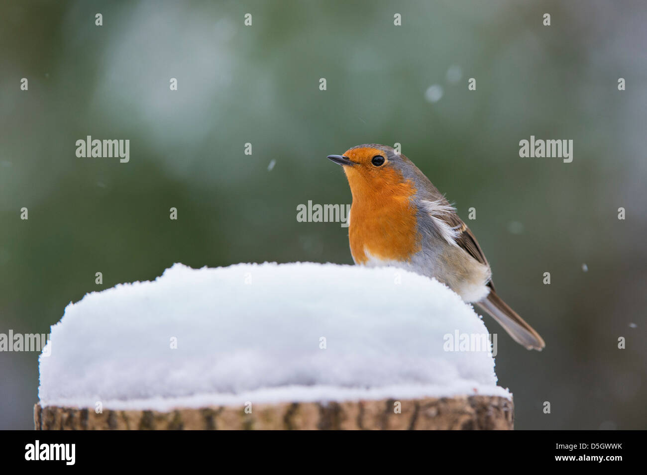 Robin redbreast sur une souche d'arbre en bois dans la neige dans un jardin anglais Banque D'Images