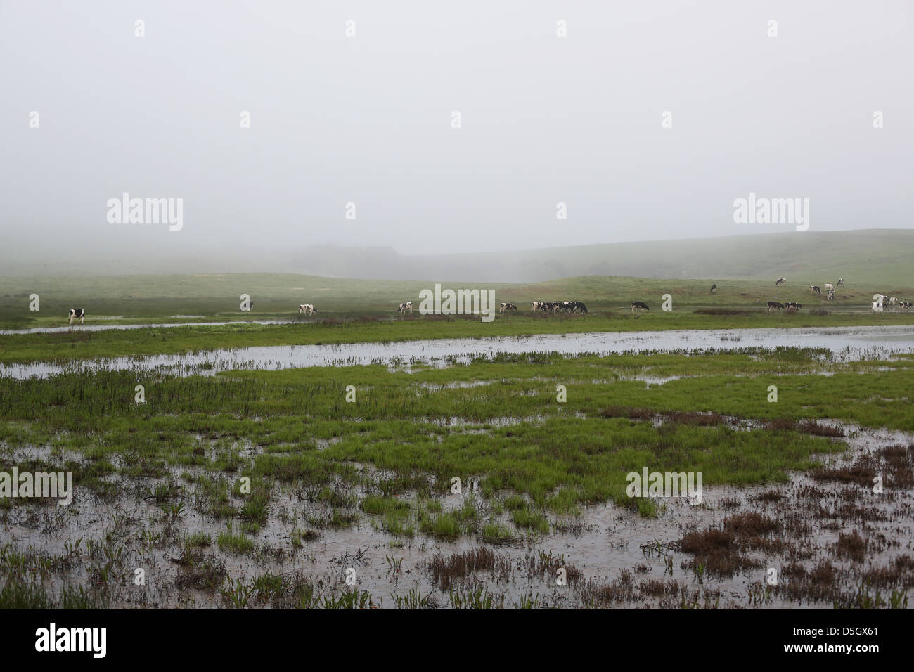 A foggy rural ranch dans le Comté de Sonoma, en Californie. Banque D'Images