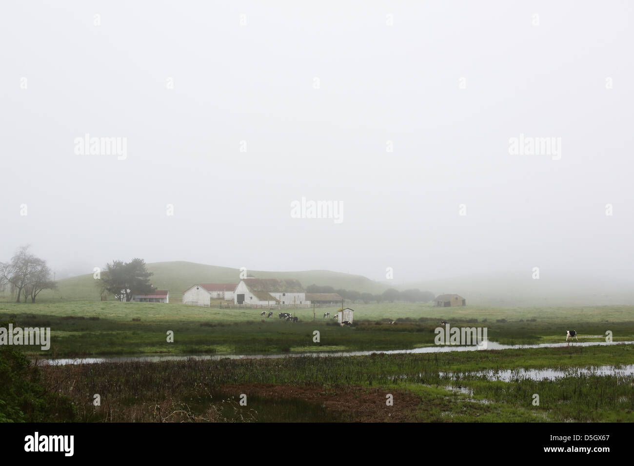 A foggy rural ranch dans le Comté de Sonoma, en Californie. Banque D'Images