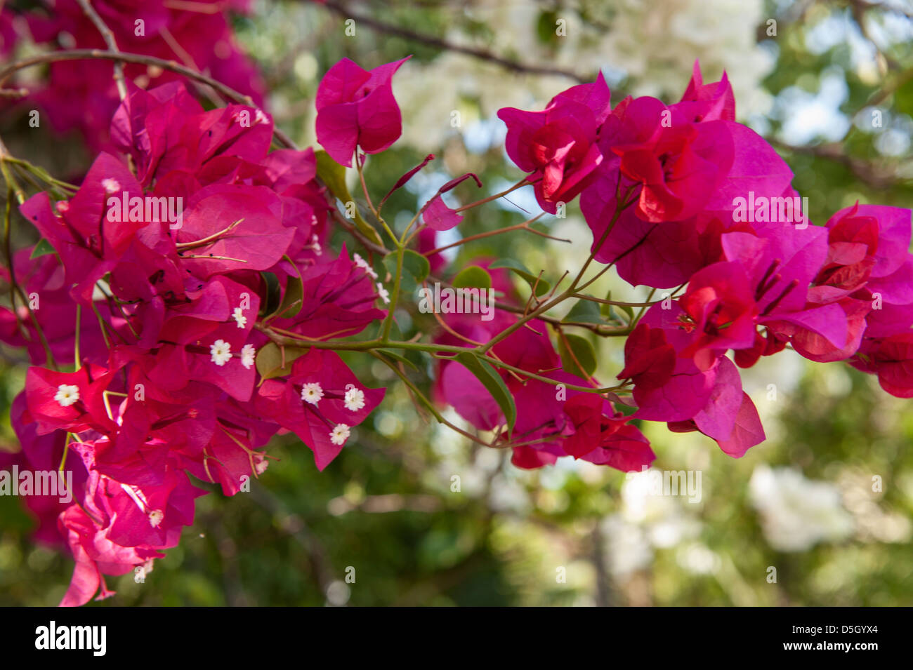 British West Indies, caïmans, Grand Cayman, bougainvillées, des fleurs tropicales Banque D'Images
