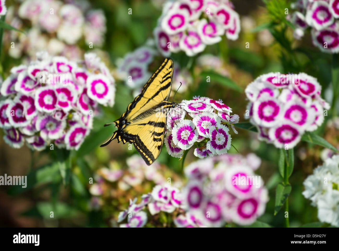 De belles fleurs de printemps en fleurs. Banque D'Images