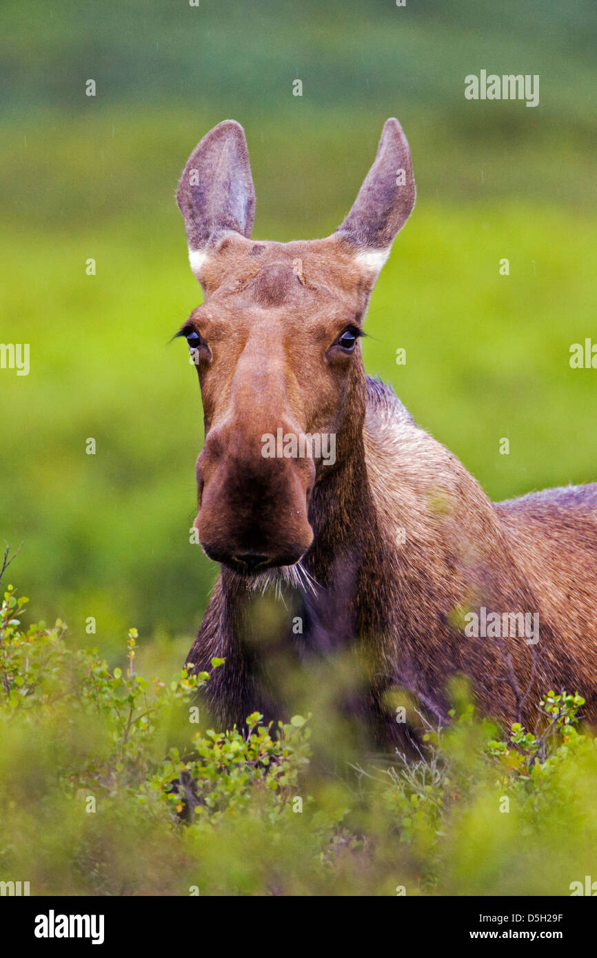 Wild l'Orignal (Alces alces) près de Moose Creek, Denali National Park, Alaska, USA Banque D'Images