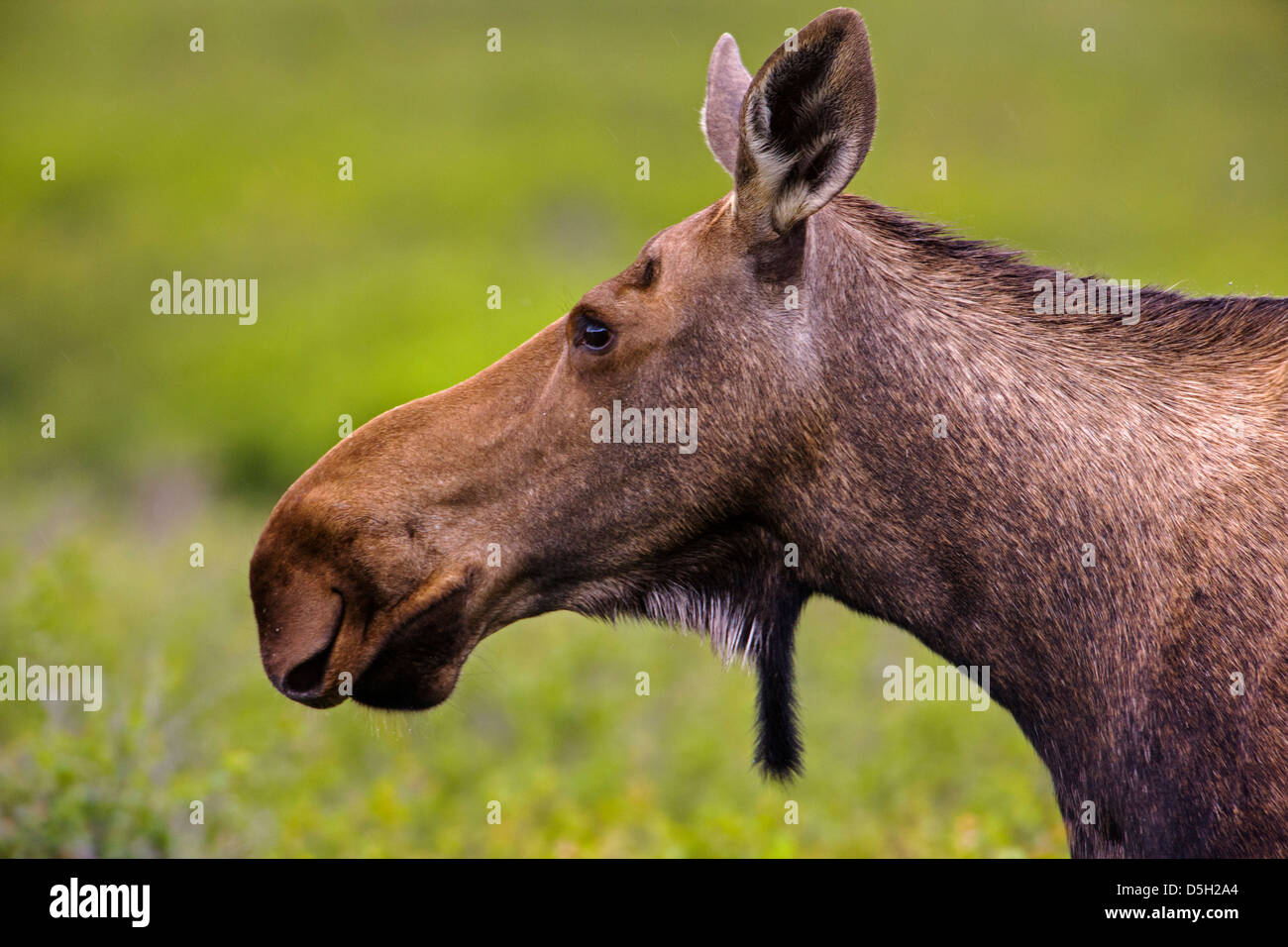 Wild l'Orignal (Alces alces) près de Moose Creek, Denali National Park, Alaska, USA Banque D'Images
