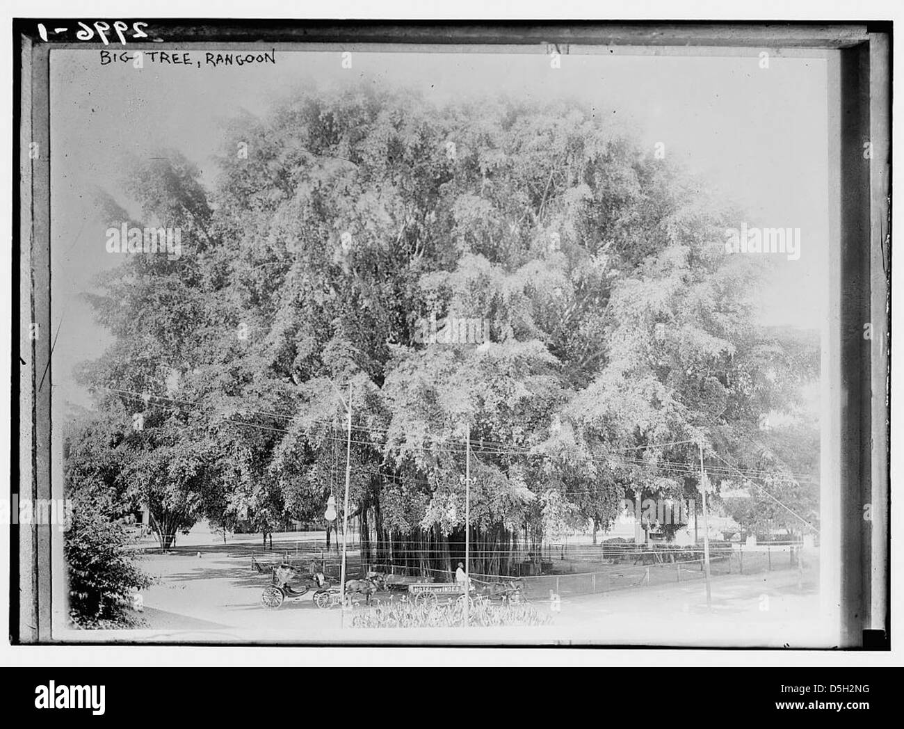 Une image historique du Grand arbre à Rangoon (Yangon), Myanmar, montrant sa grandeur. La photographie capture la taille impressionnante de l'arbre dans la région. Banque D'Images