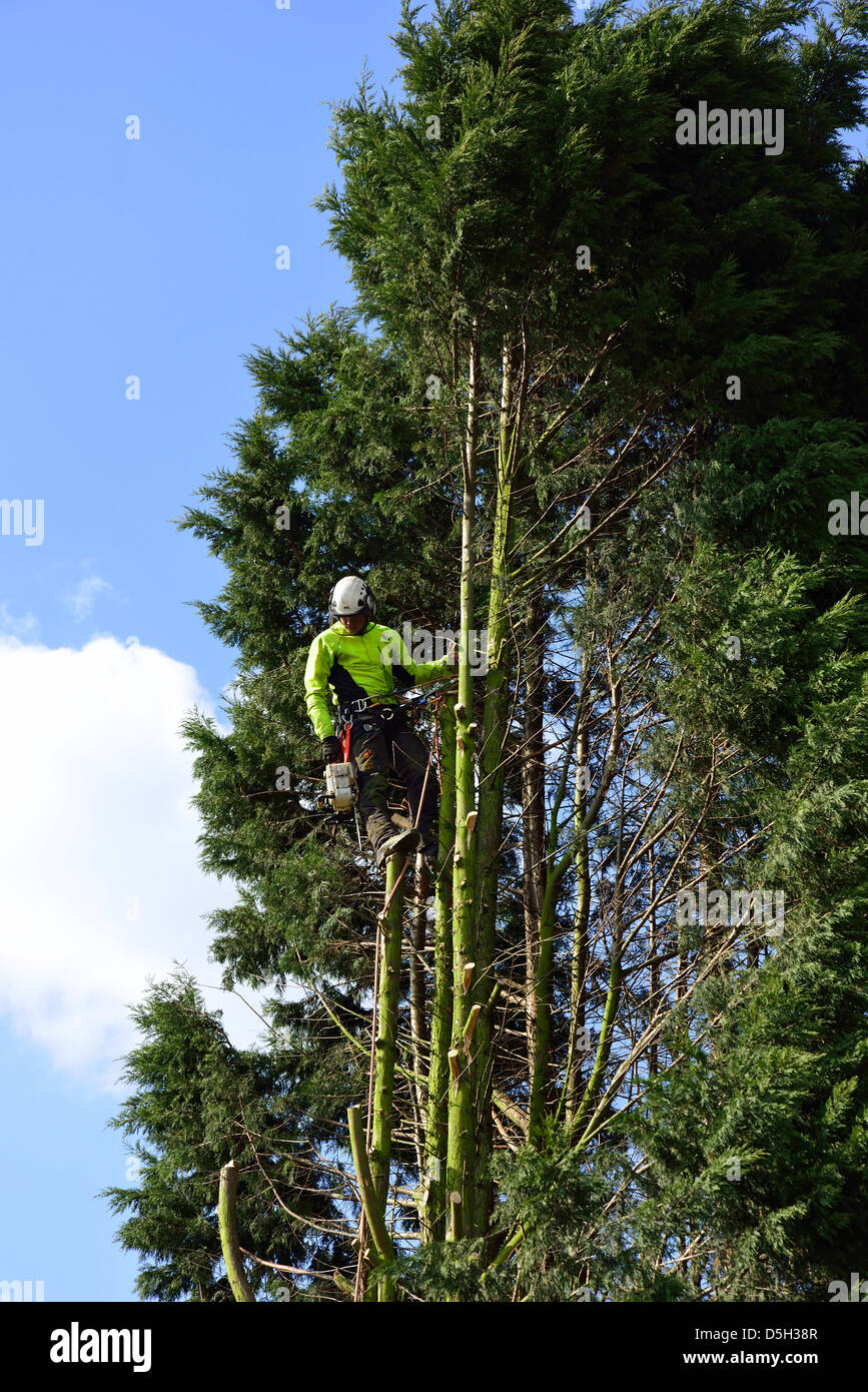 Tree Surgeon au travail, Addlestone, Surrey, Angleterre, Royaume-Uni Banque D'Images
