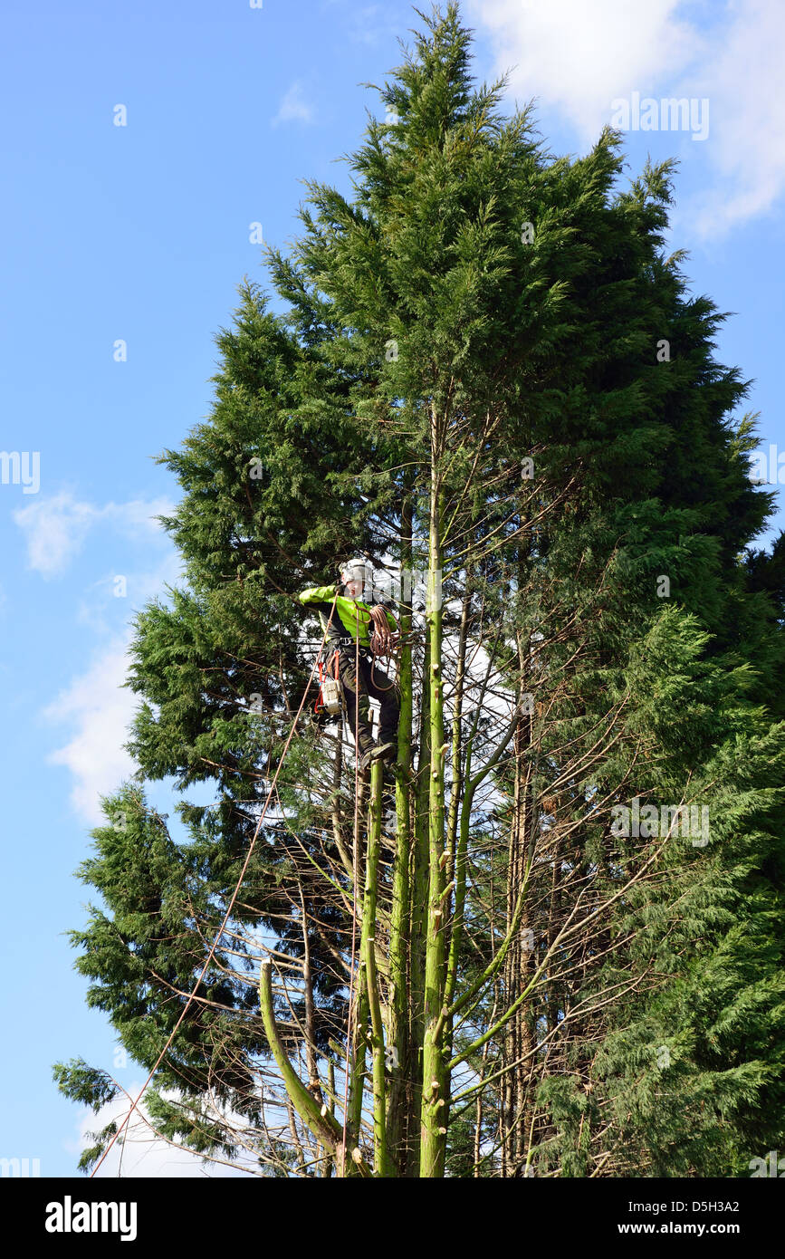 Tree Surgeon au travail, Addlestone, Surrey, Angleterre, Royaume-Uni Banque D'Images
