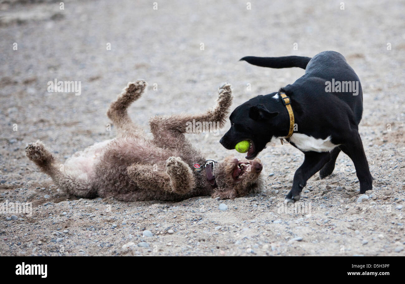 Toronto, Ontario, Canada. Les villes sont maintenant des sections de leurs parcs disponibles en zones pour les chiens et leurs humains. Banque D'Images