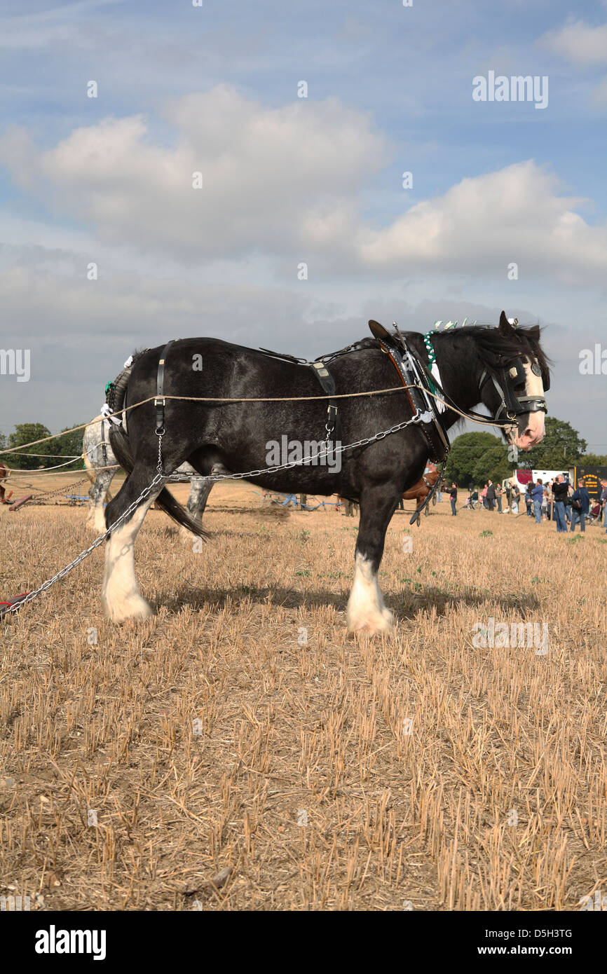 cheval Shire Banque D'Images