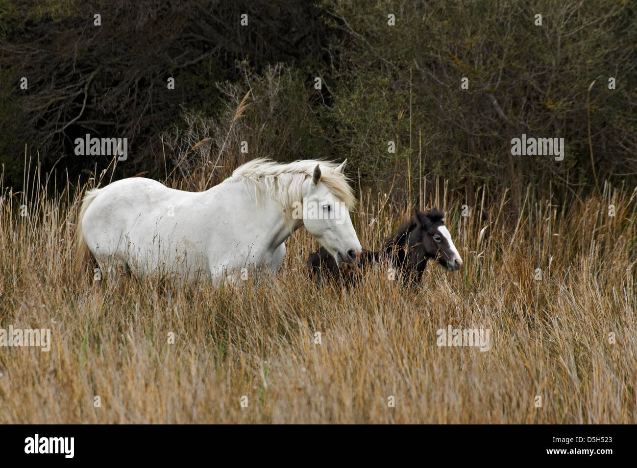 Poulain cheval de Camargue, dans le sud de la France Banque D'Images