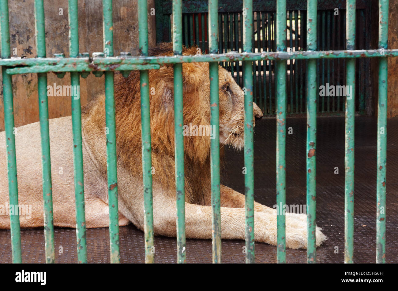 Un lion en cage dans un horrible zoo de Trivandrum, Inde du Sud Banque D'Images