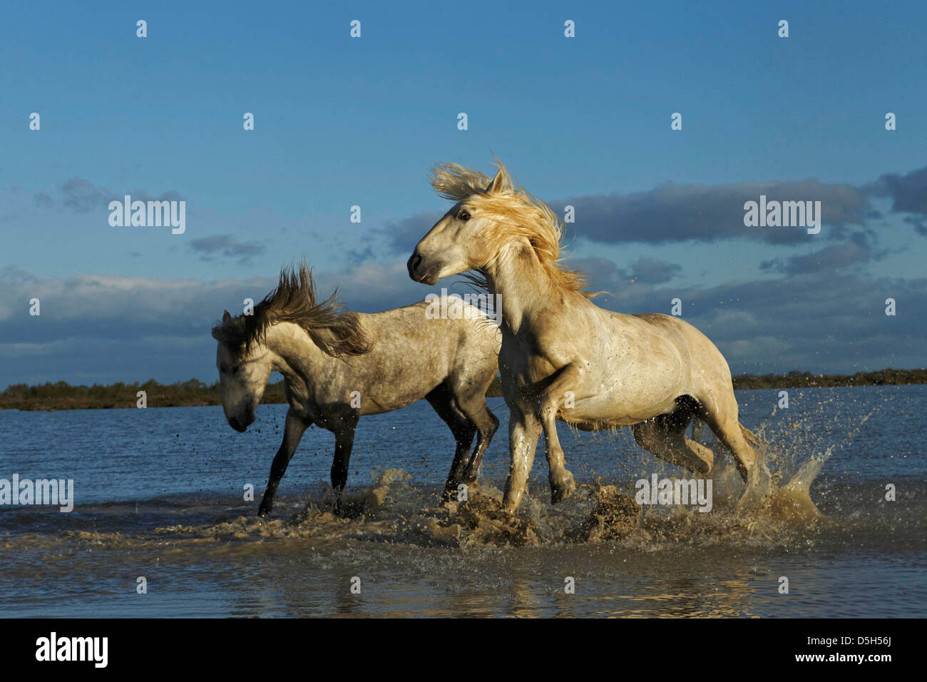 Paire de chevaux camargue, lutte contre le sud de la France Banque D'Images