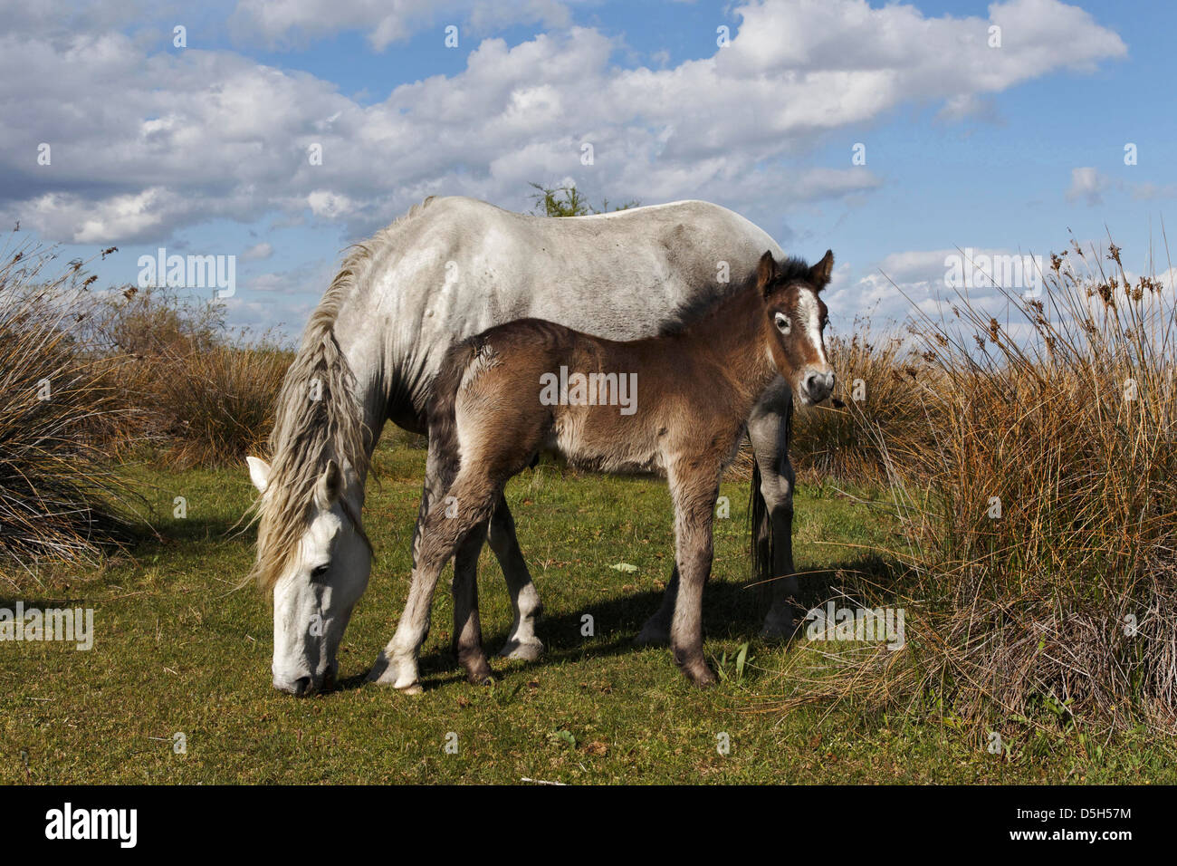 Cheval Camargue poulain avec mère, Camargue du sud de la France Banque D'Images