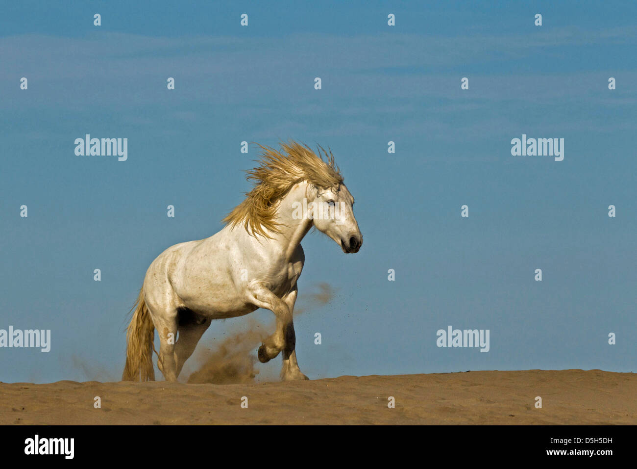 Cheval Camargue fonctionnant sur dune plage au lever du soleil, Camargue, sud de la France Banque D'Images