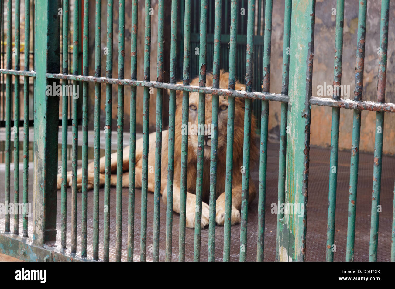 Un lion en cage dans un horrible zoo de Trivandrum, Inde du Sud Banque D'Images