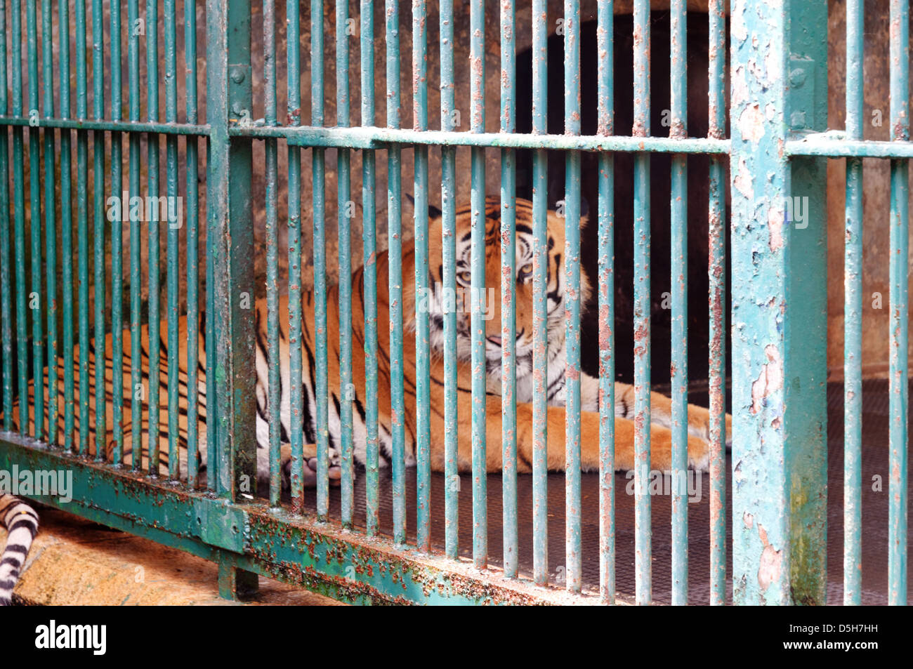 Un tigre dans une cage terrible de Trivandrum en Inde du Sud zoo Banque D'Images