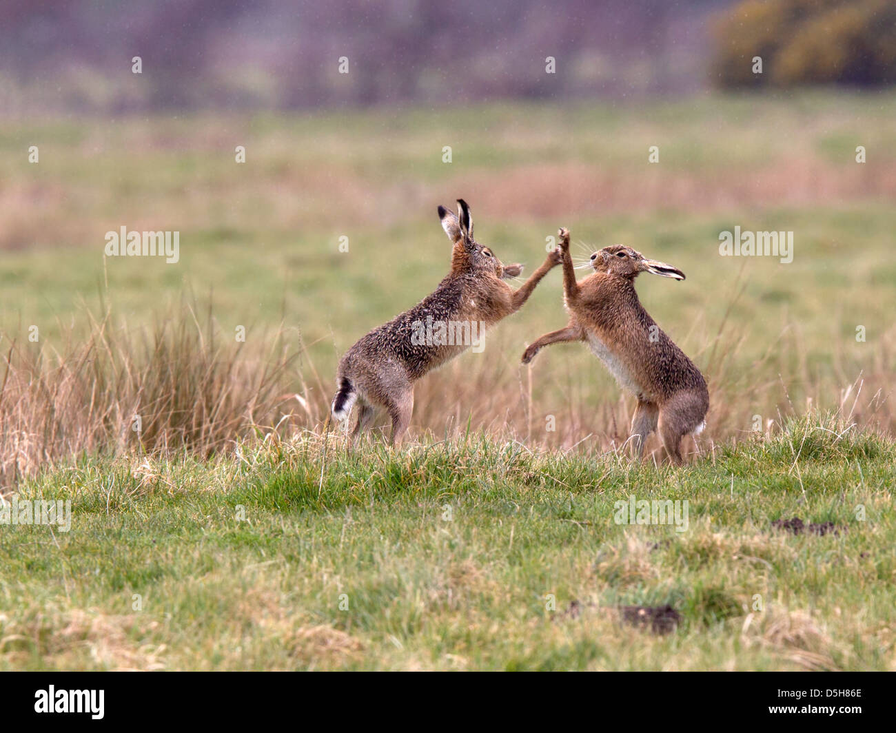 European brown hare boxing Banque D'Images