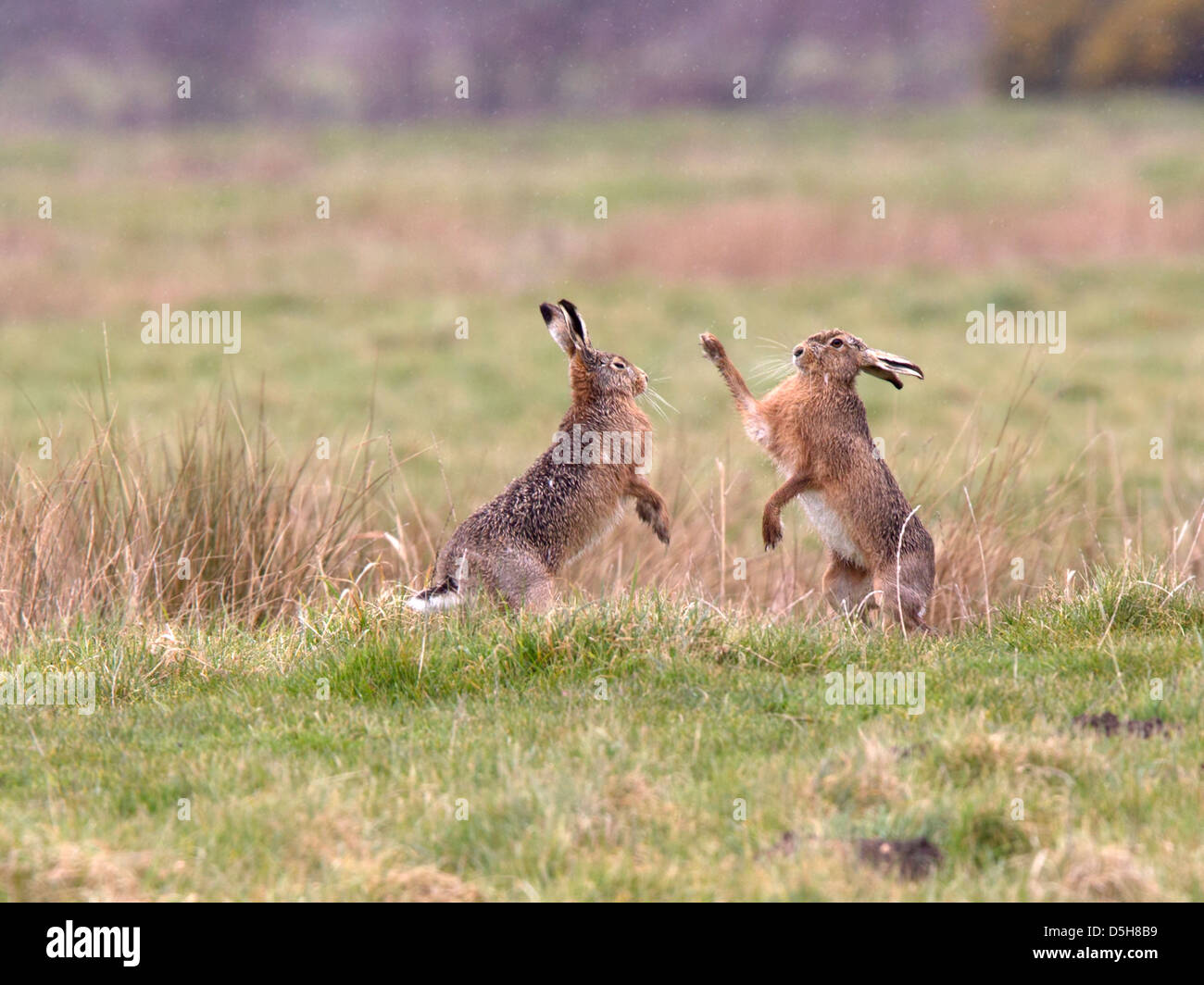 European brown hare boxing Banque D'Images