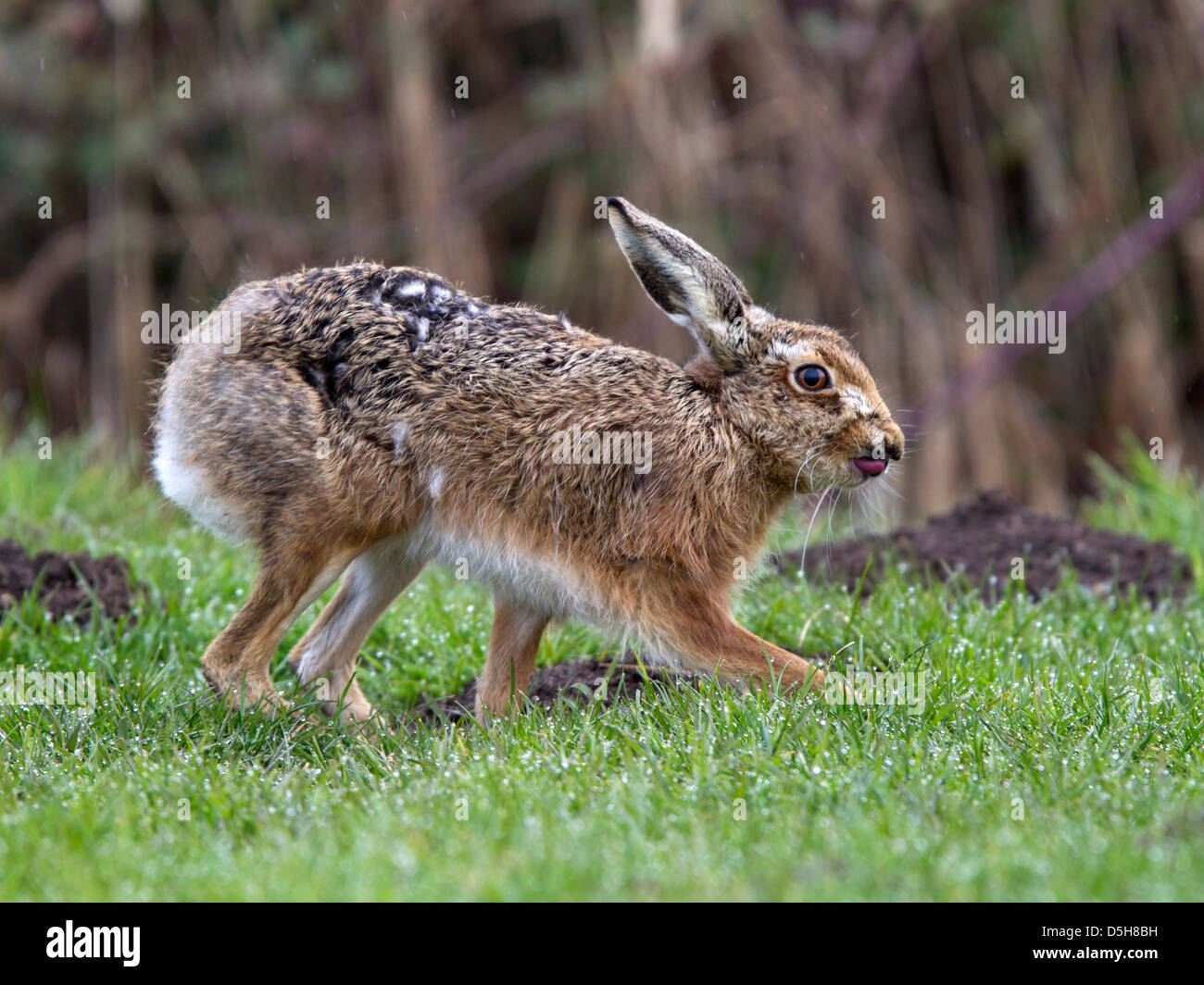 European brown hare standing Banque D'Images