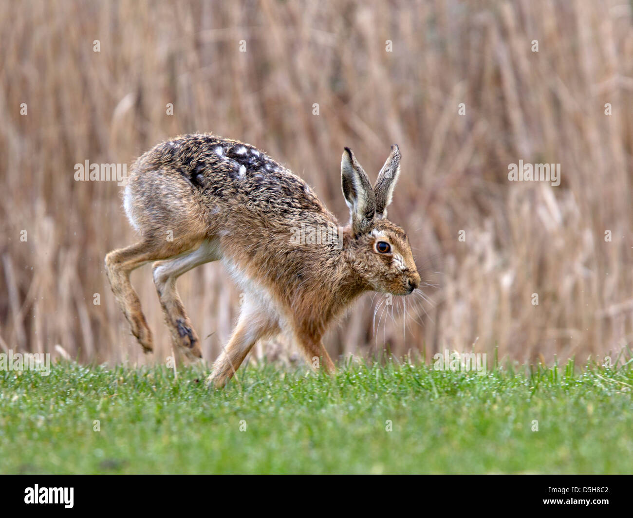 European brown hare running Banque D'Images