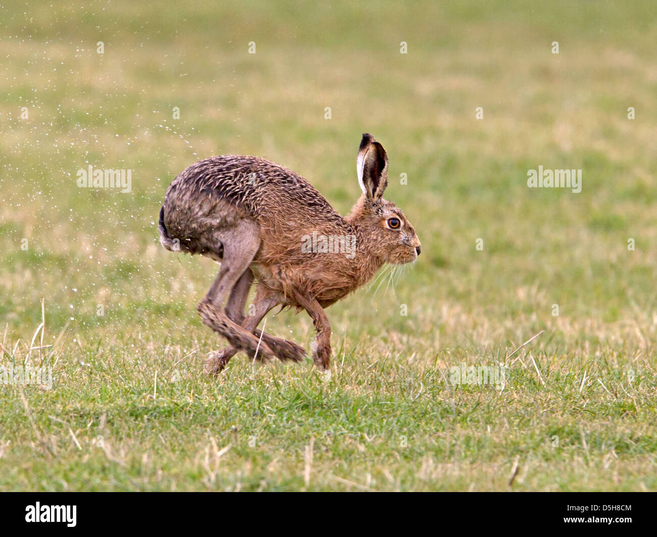 European brown hare running Banque D'Images