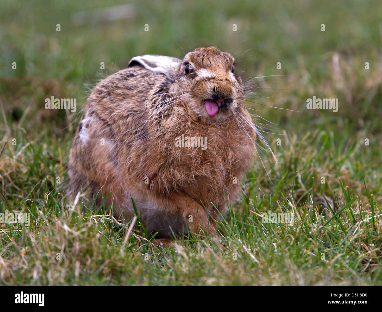 European brown hare Banque D'Images