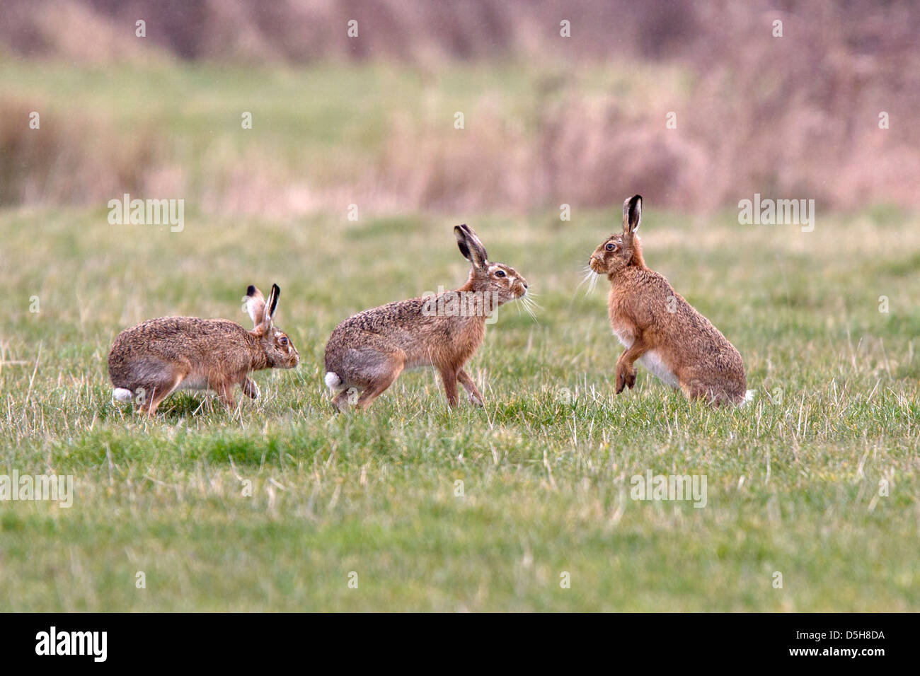 Groupe d'European brown hare Banque D'Images