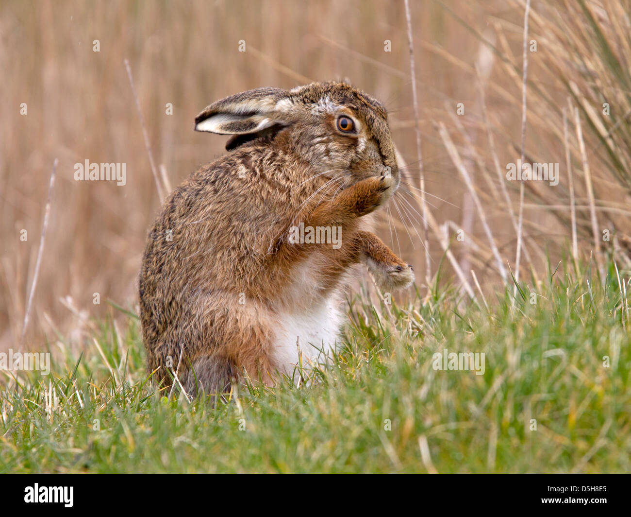 European brown hare grooming Banque D'Images