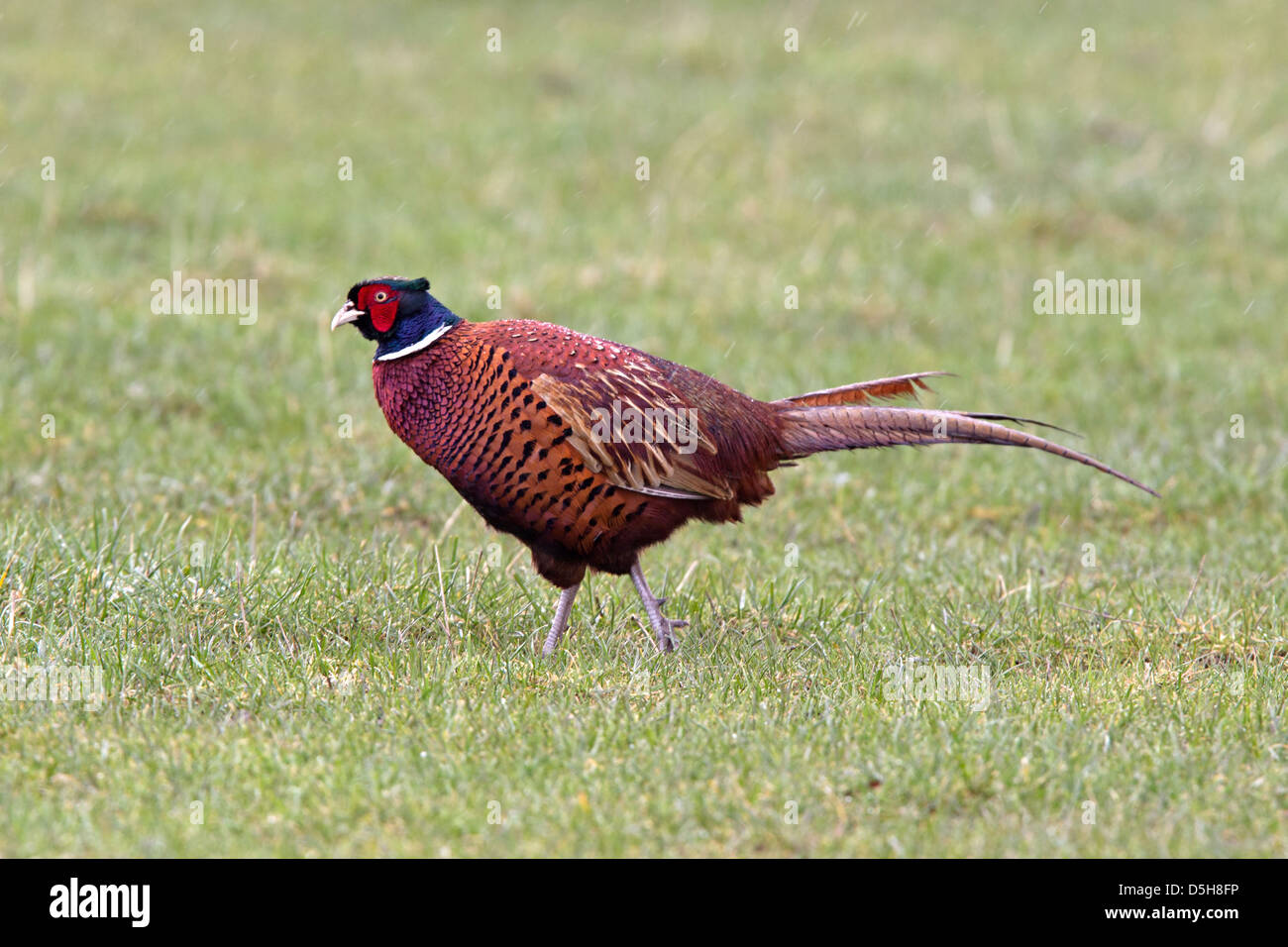 Le faisan commun mâle Banque D'Images
