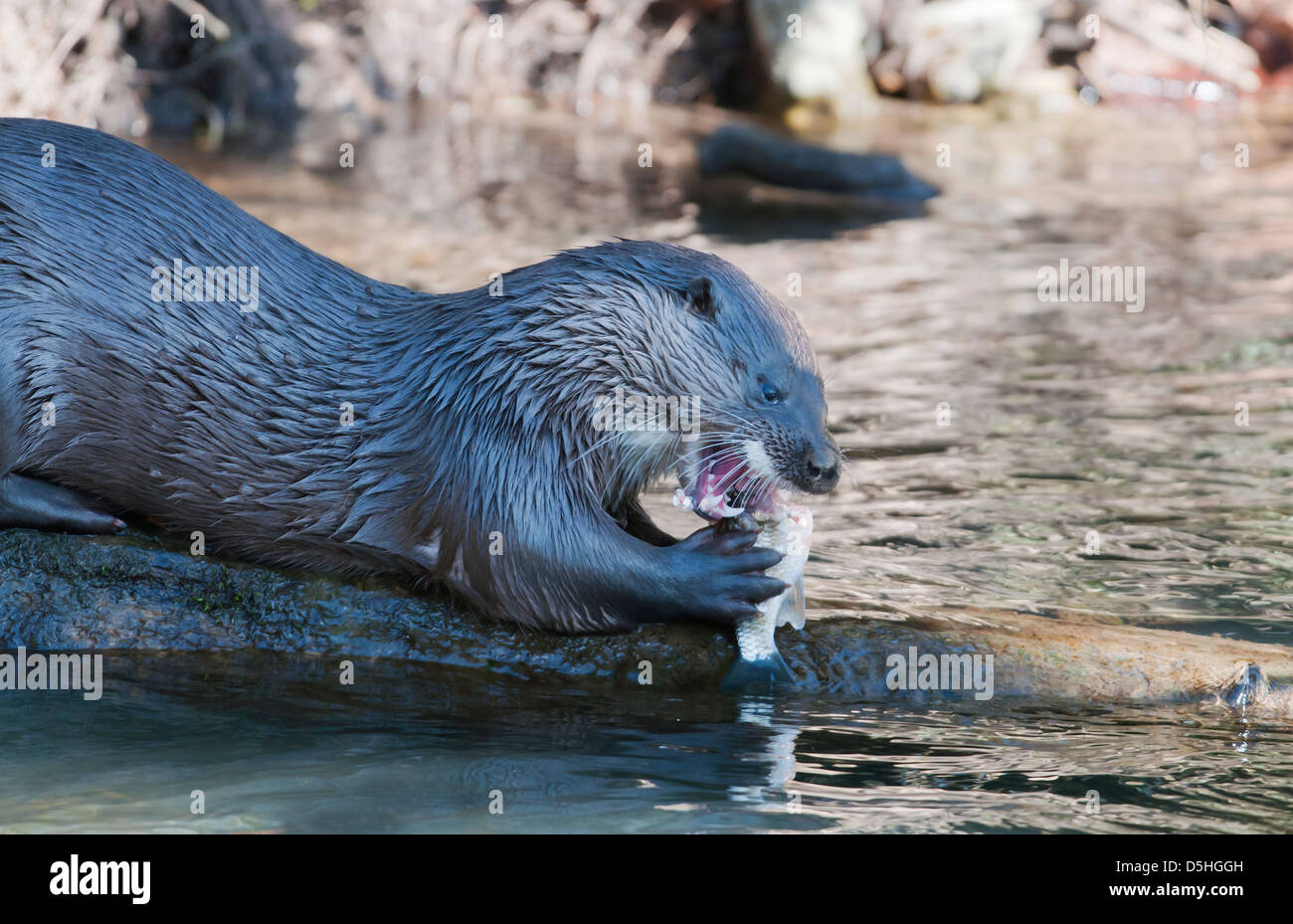 La loutre d'Europe Lutra lutra sur journal à côté de river à Norfolk de manger un poisson frais Banque D'Images