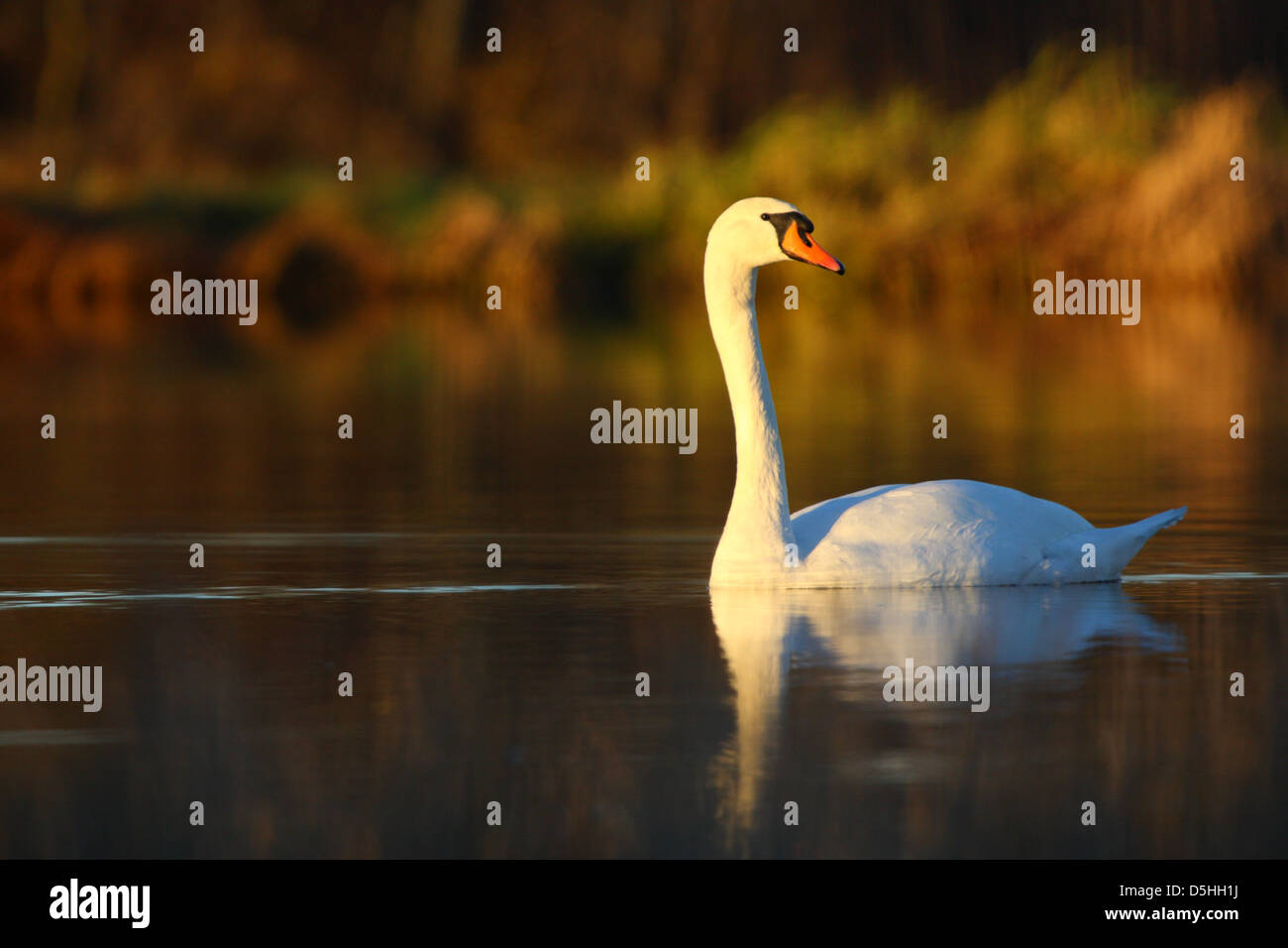 Portrait de mute swan (Cygnus olor) dans la lumière, l'Europe Banque D'Images