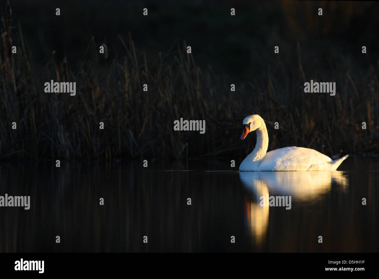 Mute swan (Cygnus olor) au coucher du soleil, avec un arrière-plan foncé(à l'ombre), de l'Europe Banque D'Images