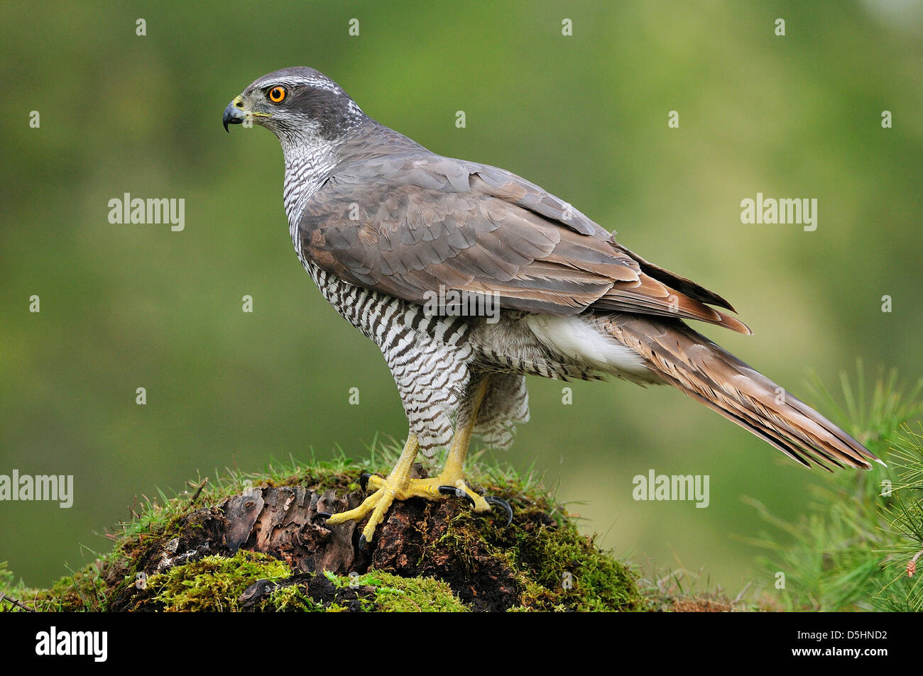 Nord de l'Autour des palombes (Accipiter gentilis), dans la forêt. Banque D'Images