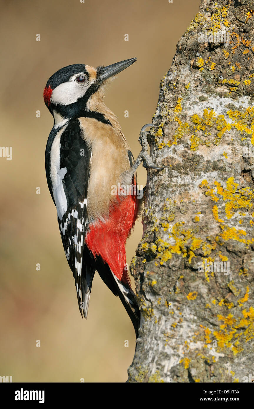 Grand-spotted woodpecker (Dendrocopos major) Banque D'Images