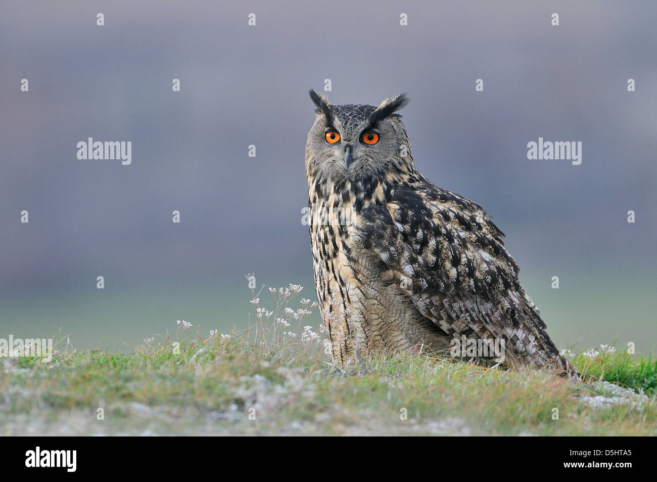 Grand-duc (Bubo bubo) Banque D'Images