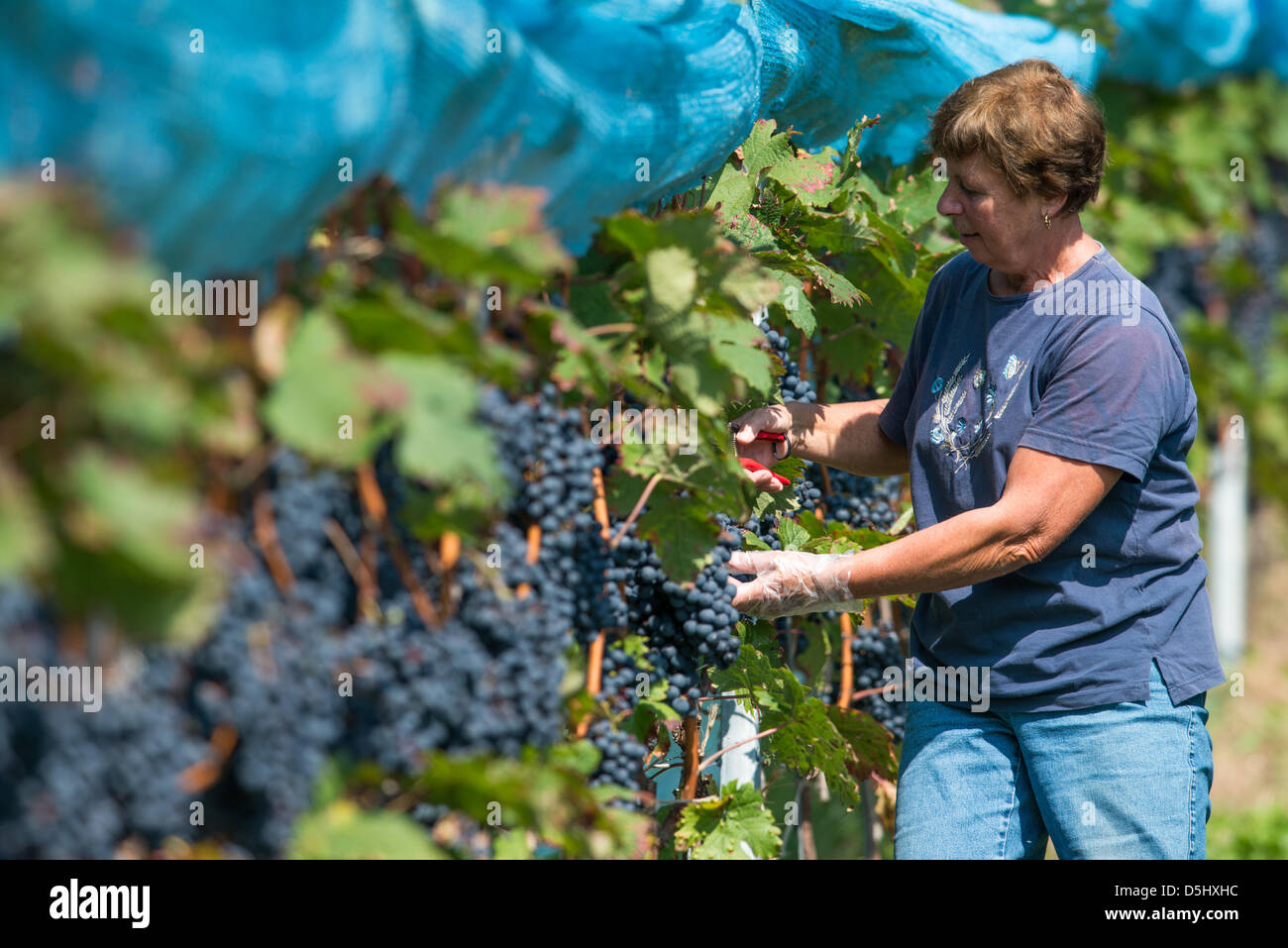 Une récolte de raisins en helper Dornfelder Bach, Allemagne, 18 septembre 2012. La production de vin sont près de Regensburg est la plus petite de l'Allemagne. Photo : ARMIN WEIGEL Banque D'Images
