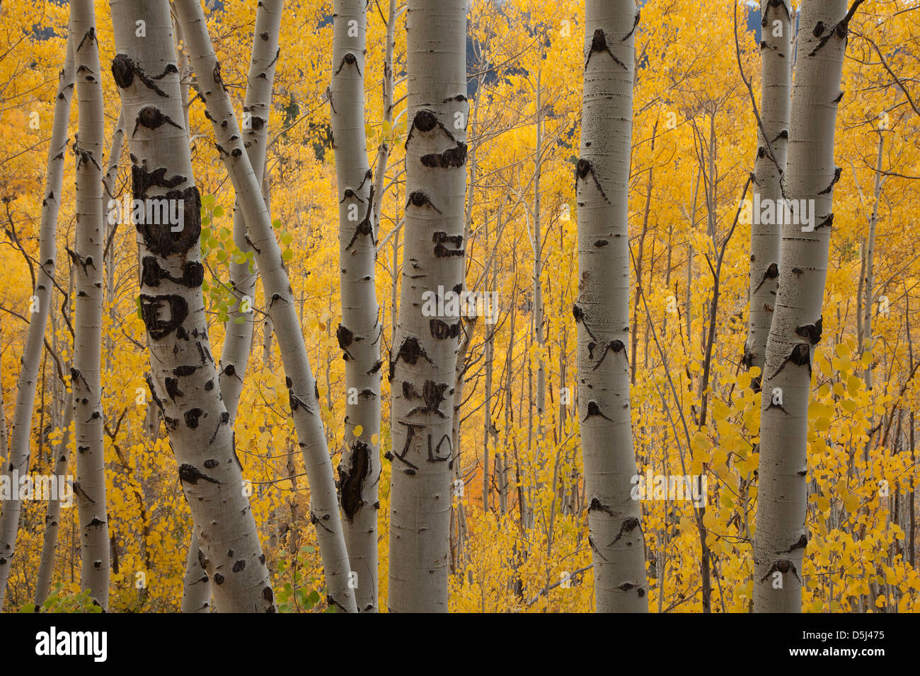 Tremble arbres en automne le long du bassin de Ski Road dans la Forêt Nationale de Santa Fe de Santa Fe, Nouveau Mexique. Banque D'Images