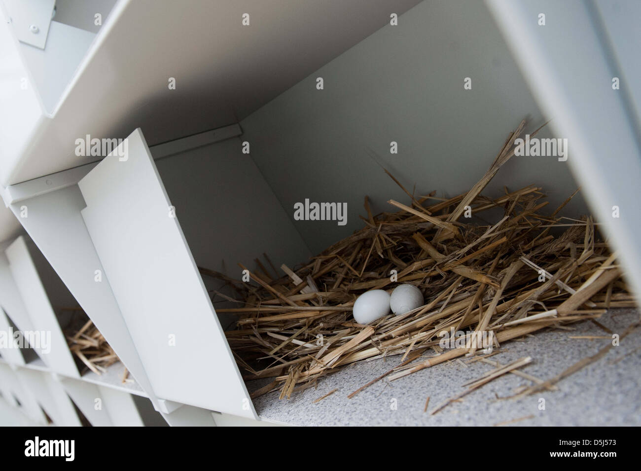 Les oeufs de pigeon en plastique sont visibles dans un nouveau lit bébé pigeon à Berlin, Allemagne, 15 novembre 2012. Un bureau d'architecte conçu des lits bébés pour les pigeons, où les oiseaux doivent également être nourris. Les oeufs des animaux doivent être enlevés et remplacés par des œufs en plastique, réduisant ainsi la population dans la ville, selon les initiateurs de la Potsdamer Platz Management GmbH (PPMG). Ph Banque D'Images