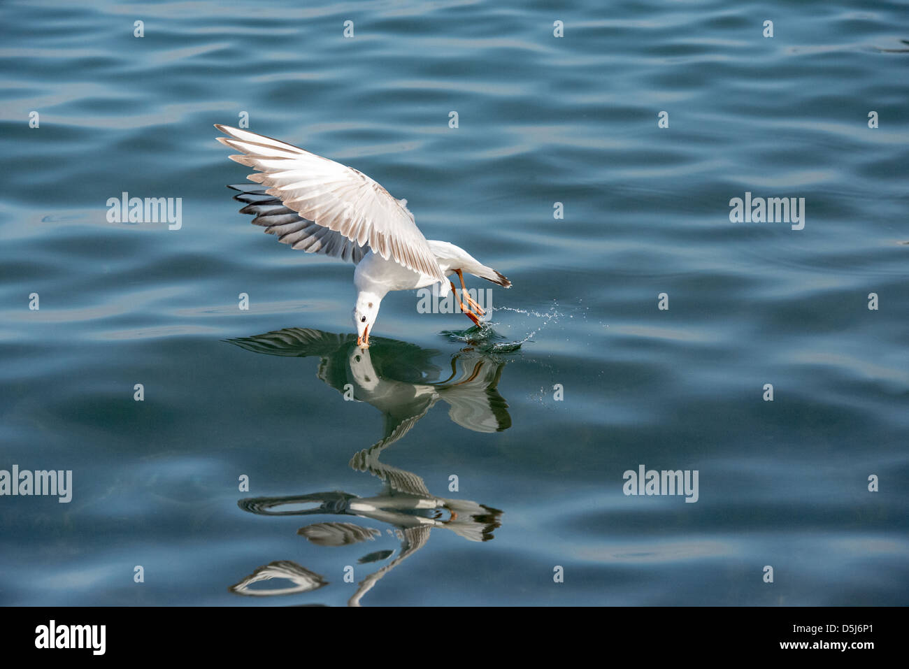 Une mouette est prise et le dessin une vague en forme de cœur par les jambes Banque D'Images