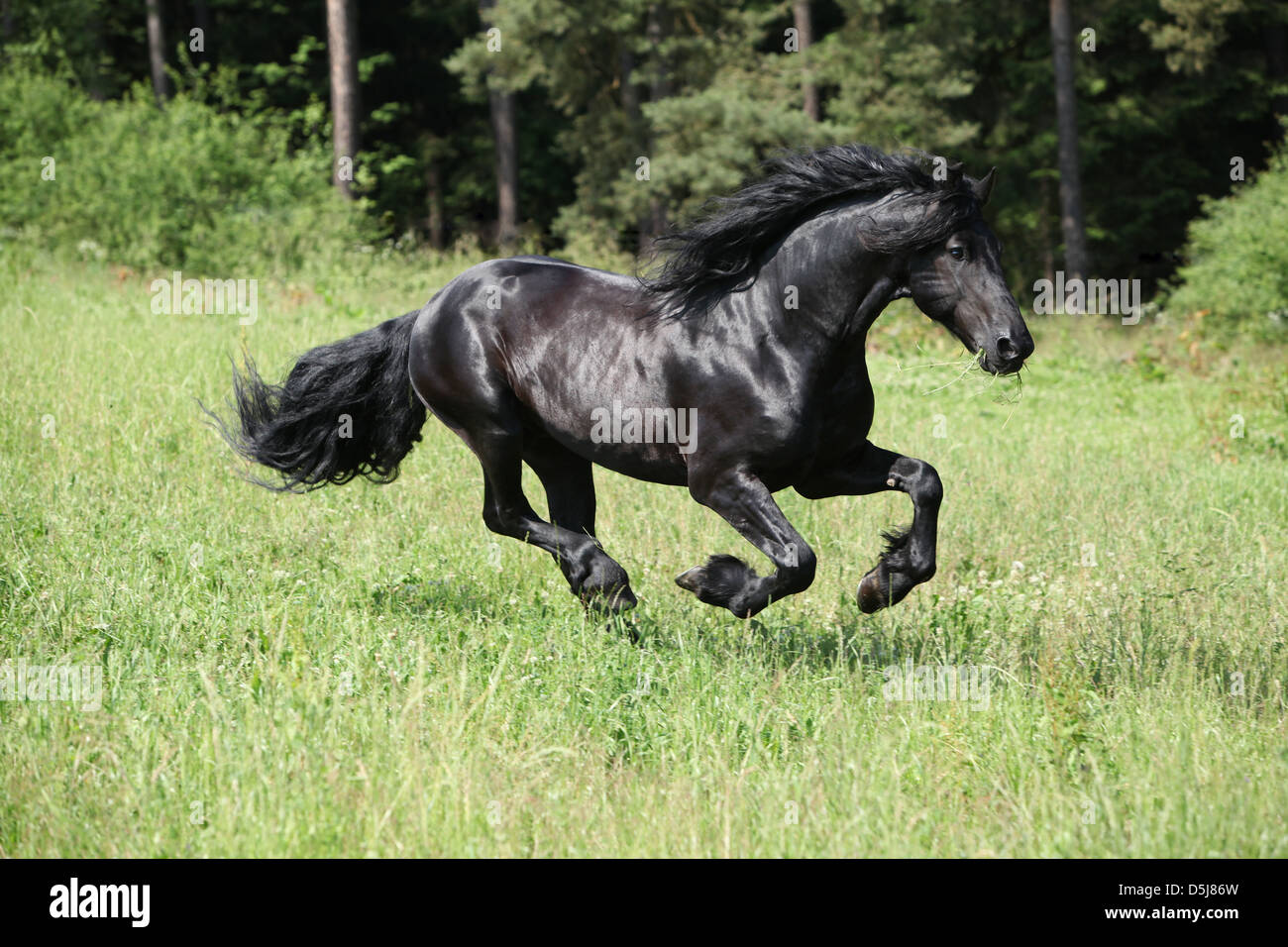Étalon frison courir gratuitement dans les hautes herbes en face de Forest Banque D'Images